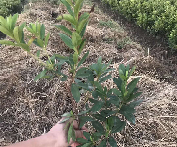 各種苗木