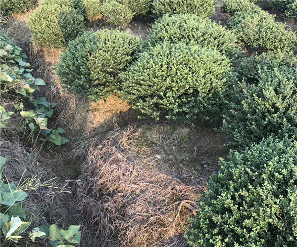 各種苗木
